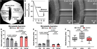 Stiffening of Circumferential F-Actin Bands Correlates With Regenerative Failure and May Act as a Biomechanical Brake in the Mammalian Inner Ear